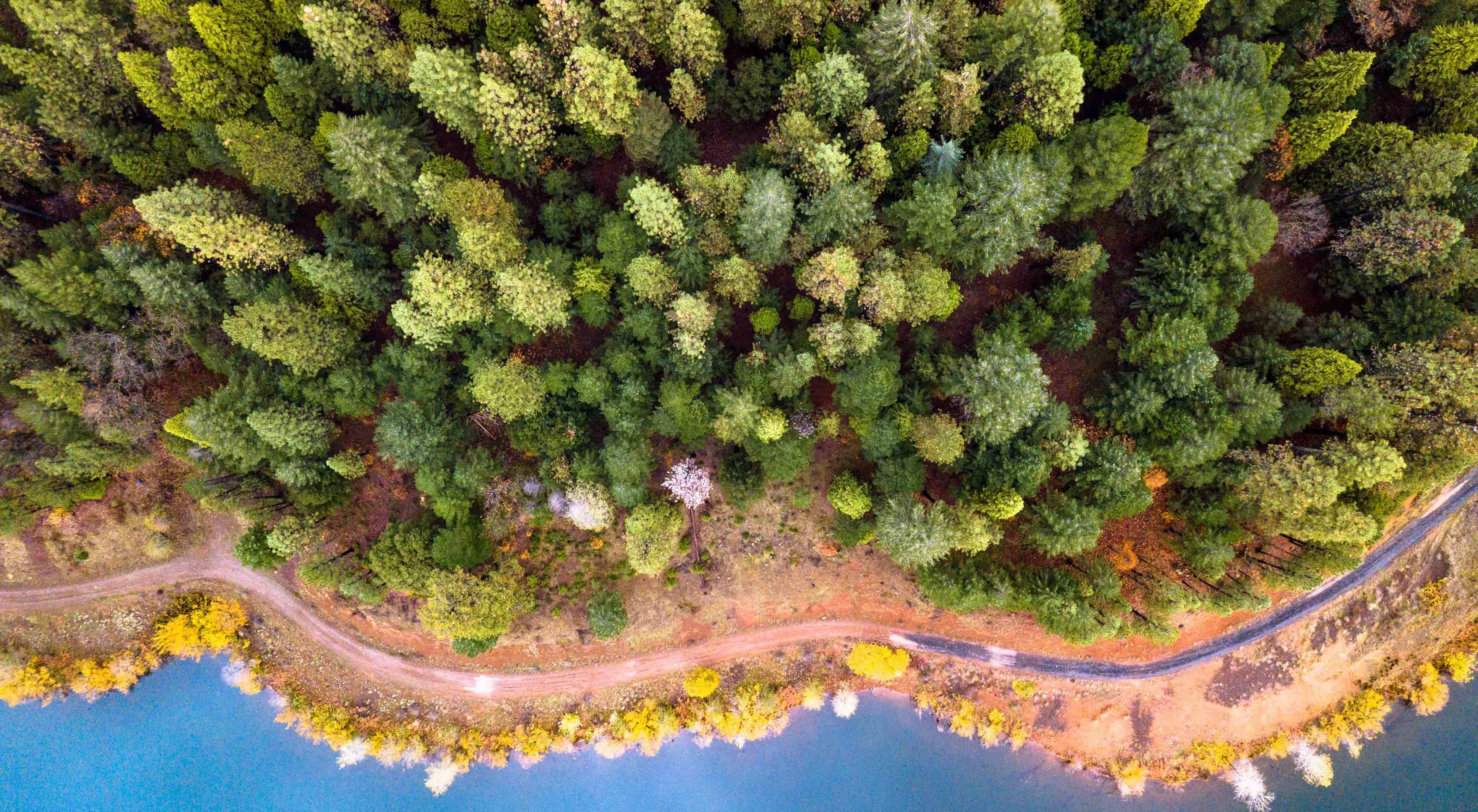 Vista aérea de uma floresta densa junto a um lago, com caminho de terra a contornar a margem em paisagem de outono.